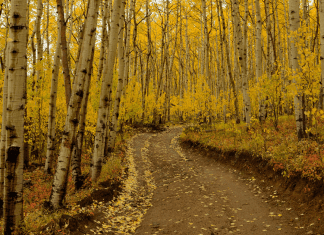 Fall Color Day Trips Featured Image with Aspen Trees