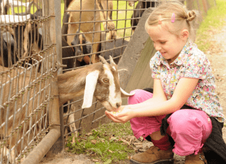Petting Zoos Featured Image