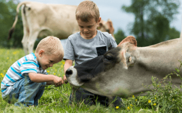 Young boys caring for a cow on a farm