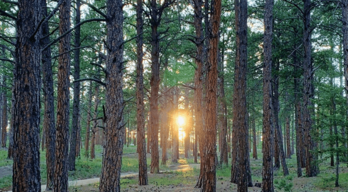 row of trees at fox run regional park